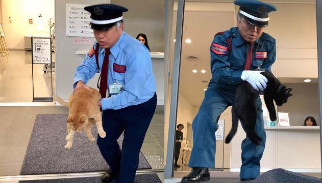 La storia dei due gatti che tengono sotto assedio in museo