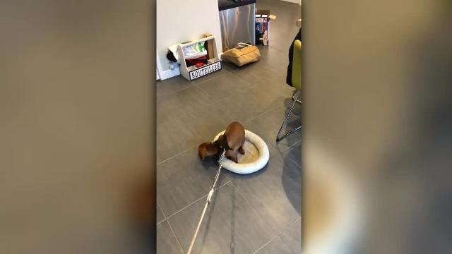 Il cucciolo di bassotto si rifiuta di uscire per la passeggiata