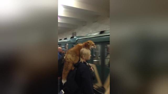 In Russia al posto della scimmia sulla spalla hanno la volpe!