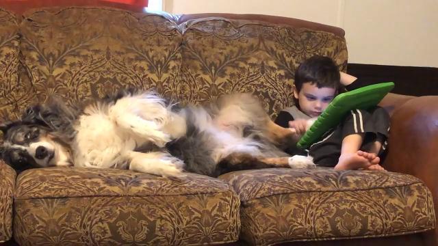 La zampa del cane è perfetta per usare il tablet