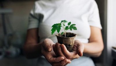 SOS gelo: come salvare le piante in terrazzo