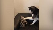 L'husky provoca il gattino e mamma gatto lo difende