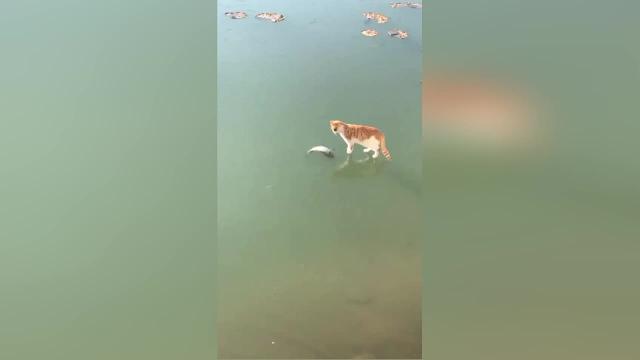 Il gattino cerca disperatamente di prendere il pesce, ma è congelato