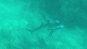Terrore in acqua: squalo morde sub alla testa