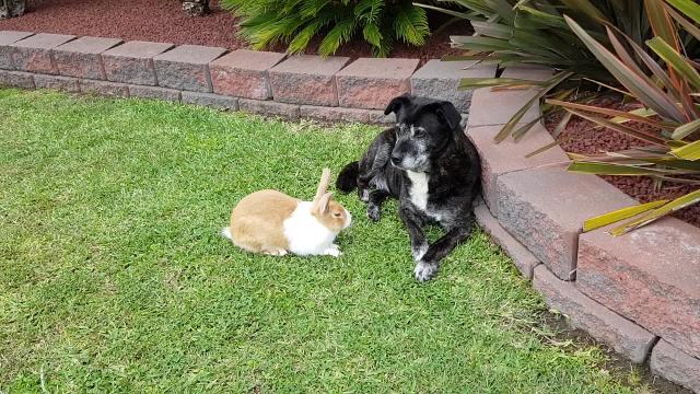 Il coniglietto vuole giocare col cane, ma il cucciolo lo ignora