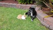 Il coniglietto vuole giocare col cane, ma il cucciolo lo ignora