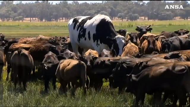 In Australia il bue gigante