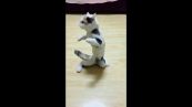 Il gattino è il re della disco dance. Guardate che mosse!