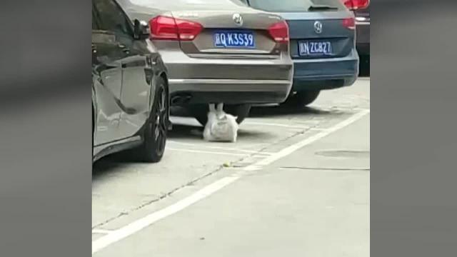 Per tenersi in forma il gattino fa gli addominali