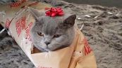 Natale: il gattino si lascia impacchettare come un pacco regalo
