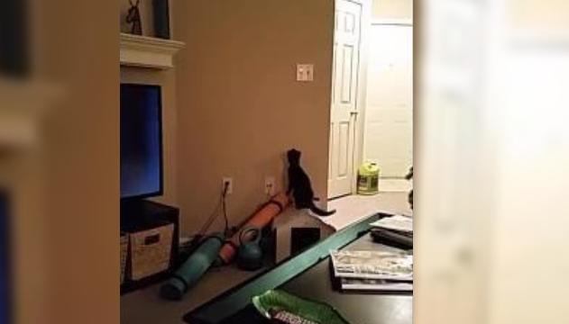 Come spegnere la luce usando un gattino