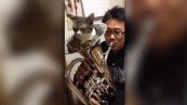 Quando vorresti suonare il corno ma il gatto non è d'accordo