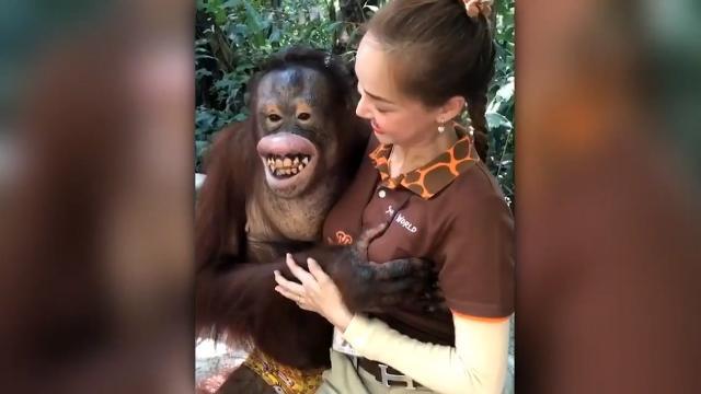 L'orango malizioso allunga le mani sulla custode