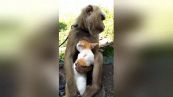Un macaco ha adottato un gattino randagio. Il video è tenerissimo