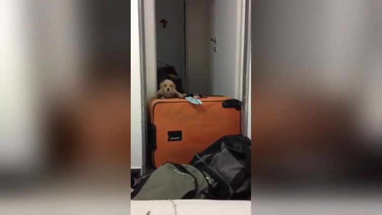 Il cucciolo che non vuole stare lontano dal suo padrone