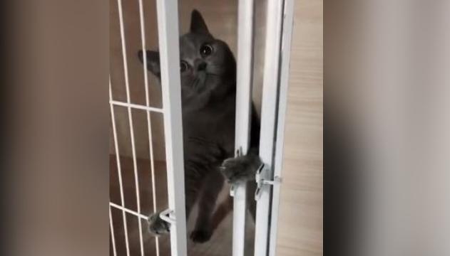 Il gatto tenta di evadere dalla gabbia, ma alla vista del padrone ci ripensa