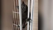 Il gatto tenta di evadere dalla gabbia, ma alla vista del padrone ci ripensa