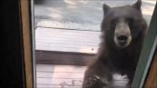 Panico in baita: l'orsa parte all'attacco