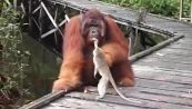 Il macaco prova a rubare la banana all'orangotango. Scelta sbagliata!