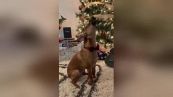 Il cagnolino che duetta con Mariah Carey per Natale è tutto da ridere
