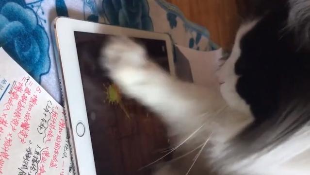 Il gattino è ossessionato dal videogioco sul tablet. Ed è un campione!