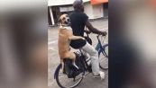 Il cane a spasso col padrone in bicicletta. Il video è da non credere