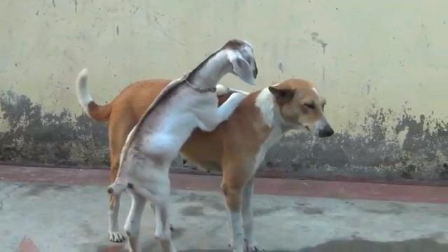 Il cagnolino adotta la capretta abbandonata