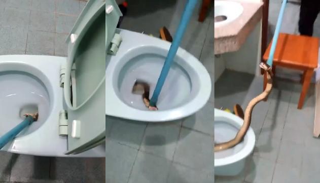 Va in bagno e ci trova un cobra reale
