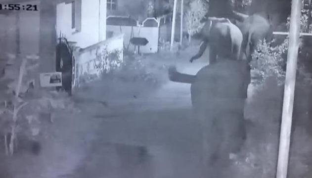 Un gruppo di elefanti cercano casa in un villaggio