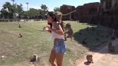 La turista vuole farsi una foto, ma le scimmie le scompigliano i capelli