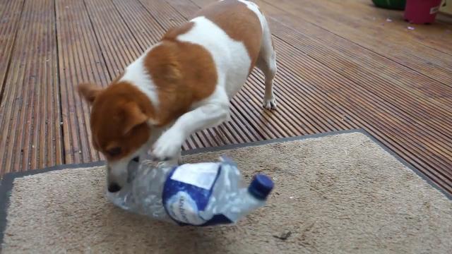 Mutley, il simpatico jack russel che ricicla la plastica