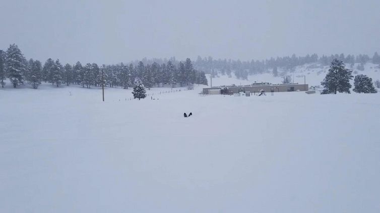 L’adorabile cagnolino delle nevi torna dal suo padrone