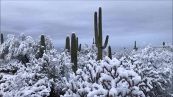 Lo spettacolo dei cactus innevati nel deserto dell'Arizona