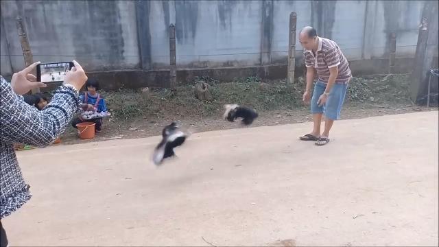 Adorabili e spericolati: numeri da circo per i piccoli chihuahua