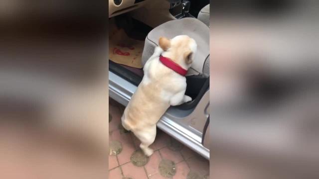 Povero cucciolo, ha le zampe troppo piccole e non riesce a salire in macchina