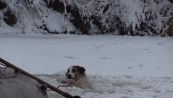 Un cucciolo rimane intrappolato nel ghiaccio il salvataggio record