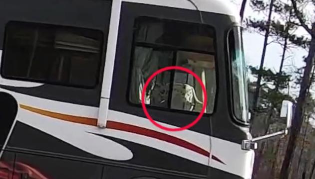 Cane al volante: la roulotte finisce in acqua