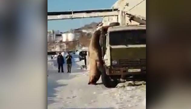 Il leone marino è uno scroccone: ruba dal camion del pesce