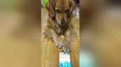 Al cucciolone non piace vedersi in video e chiude la app