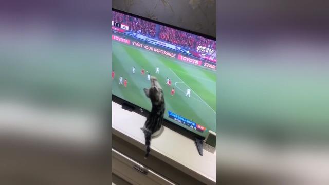 Questo tenero gattino ha un futuro come portiere