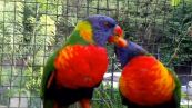 Il bacio fra una coppia di pappagalli è tenerissimo