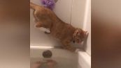 Il gatto equilibrista non vuole fare il bagno, ma sbaglia a calcolare i passi