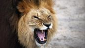 Incredibile al safari: photobombing col leone