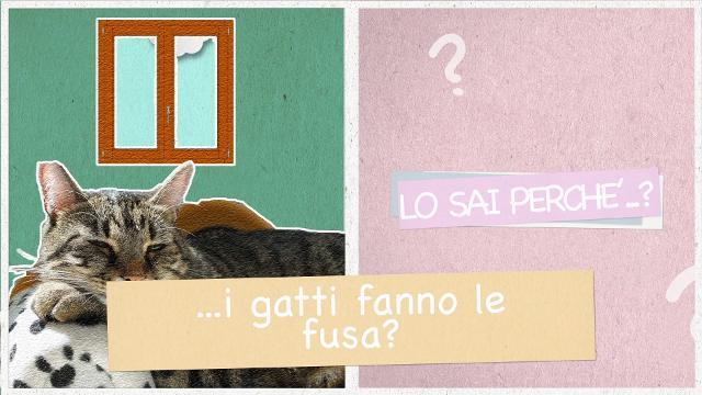 Lo sai perché i gatti fanno le fusa?