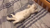 Il gatto dormiglione, una vera star del web