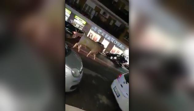 Incredibile a Roma: toro a spasso per le vie della città