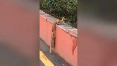 Il furetto non abbandona l'amico: il video è commovente