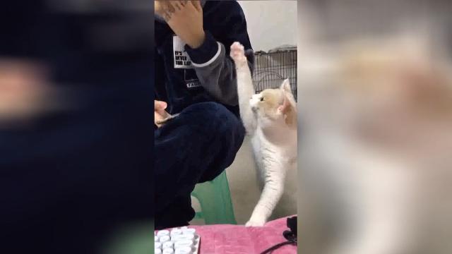 Il tenero gattino cerca disperatamente l'attenzione del padrone