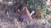Lo spettacolare duello tra leopardi e pitone gigante