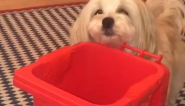 Il cucciolo che ricicla